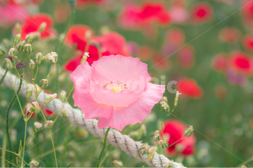 양귀비,양귀비꽃,꽃,flower,red,pink,분홍,분홍색꽃,식물,자연,plants,nature,꽃,flower,감성,sensible,feeling,색깔,색상,색채,색감,color sense,color sensitivity,feeling of color