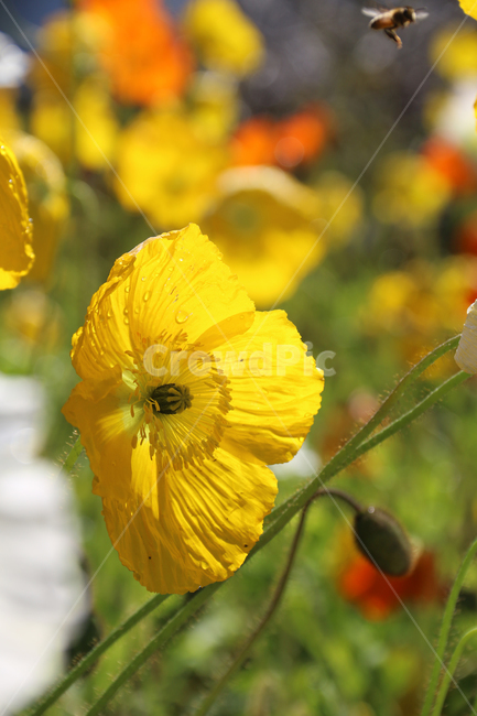 일본,가고시마,꽃,봄,자연,튤립,tulip,바람