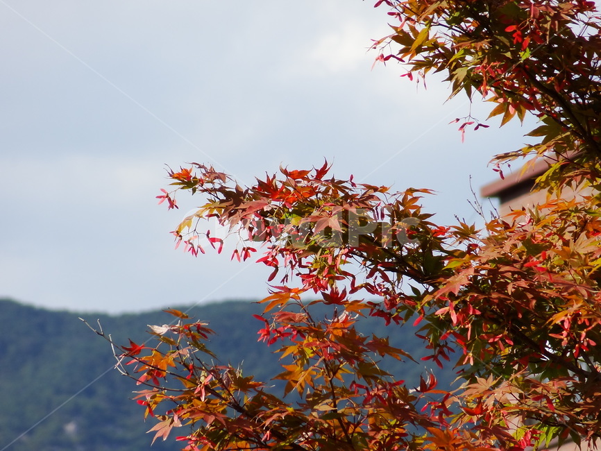 leaf,잎,plant,식물,tree,나무,maple,단풍,붉은색,수목,가을,가을,계절,fall,autumn,season