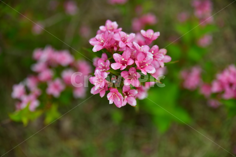 꽃,야생화,봄,여름,자연,수목원,식물,자연,plants,nature,꽃,flower