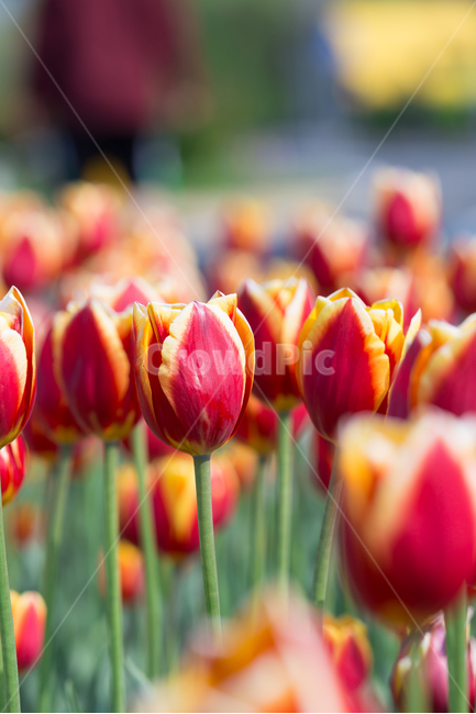 튤립,빨강꽃,봄꽃,꽃밭,봄,봄,계절,spring,season,식물,자연,plants,nature,꽃,flower,plant,blossom