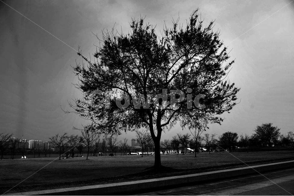 나무,흑백,한강,홀로,고독,외로움,도시,풍경,city,landscape,한국도시풍경,한국도시경관,korea cityscape,식물,자연,plants,nature,나무,trees,wood,흑백,모노톤,monochrome,black and white,plant,tree,asphalt,아스팔트