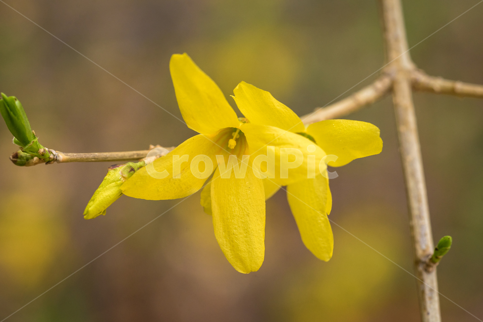 봄,꽃,개나리,자연,풍경,노랑,봄,계절,spring,season,식물,자연,plants,nature,꽃,flower,plant