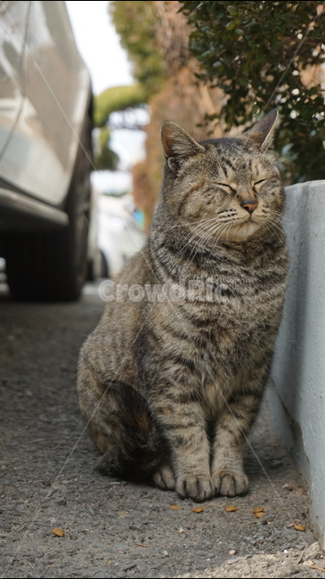고양이,길고양이,cat,아파트,주차장,동물,animal,포유류,mammal,고양이,cat,kitten,kitty