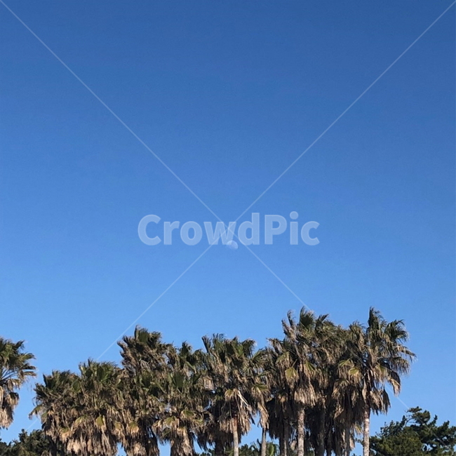 하늘,달,야자수,낮달,제주,제주도,자연,풍경,나무,sky,moon,tree,감성,분위기