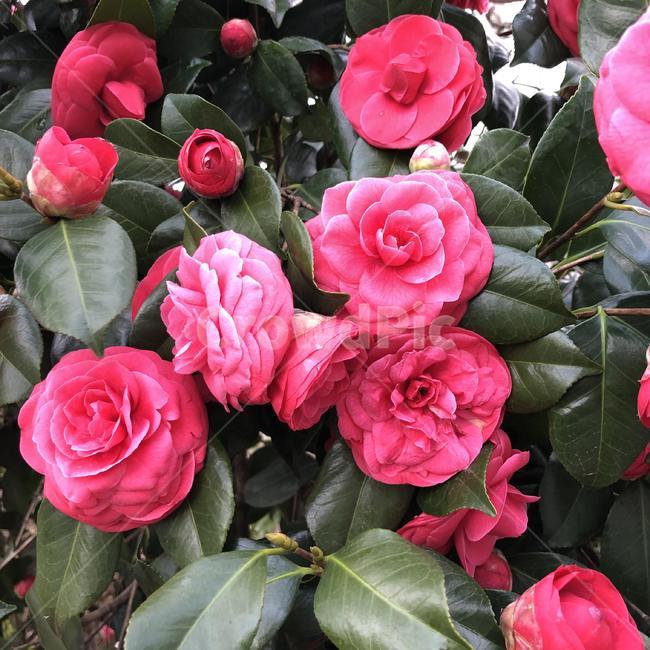 꽃,식물,자연,nature,flower,장미,rose,초록,green,plant,blossom