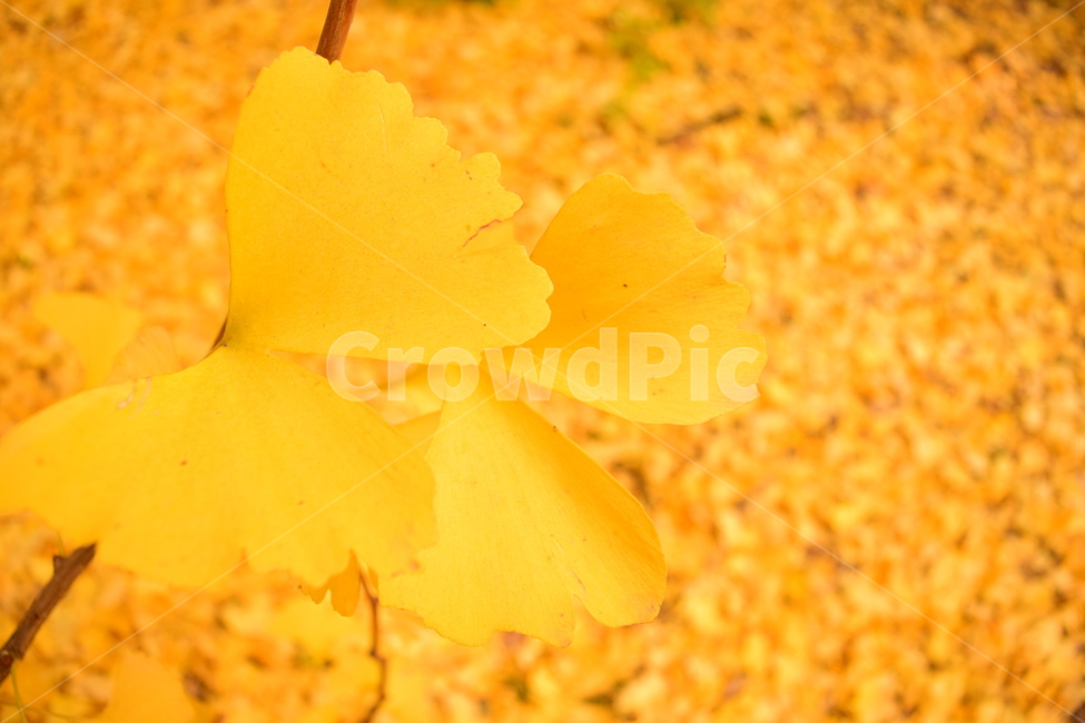 은행나무,은행잎,노랑,가을,나뭇잎,자연,감성,가을,계절,fall,autumn,season,plant,식물,flower,꽃,blossom