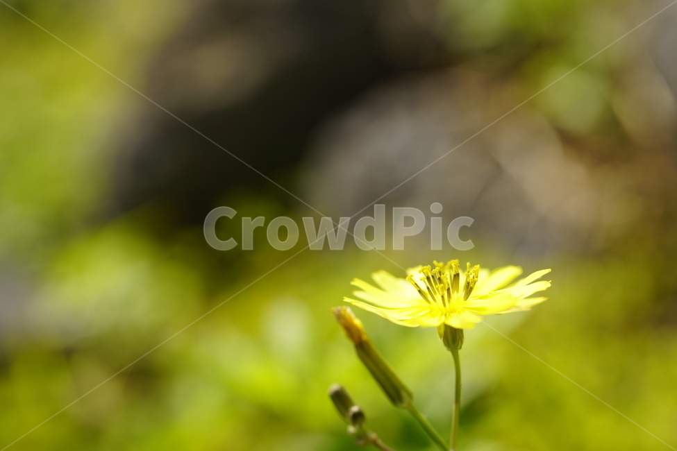 꽃,식물,노란색,flower,민들레,녹색,plants,yellow,식물,자연,plants,nature,꽃,flower