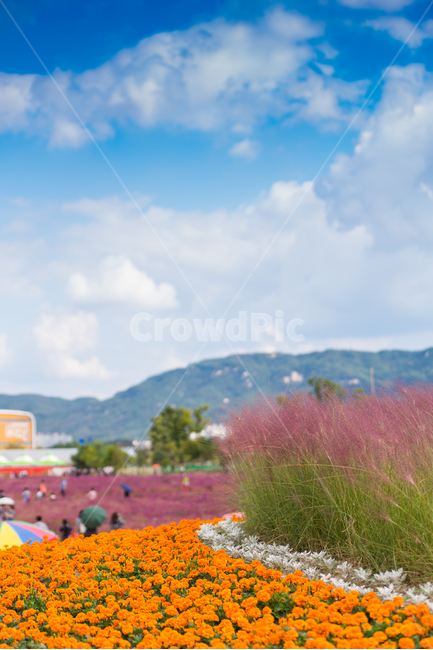 꽃,꽃밭,자연,풍경,식물,들,flower,식물,자연,plants,nature,꽃,flower