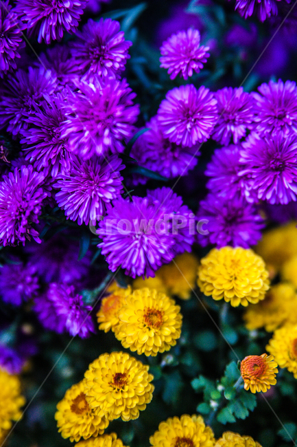 꽃,flower,plant,식물,blossom,국화,식물,자연,plants,nature,꽃,flower