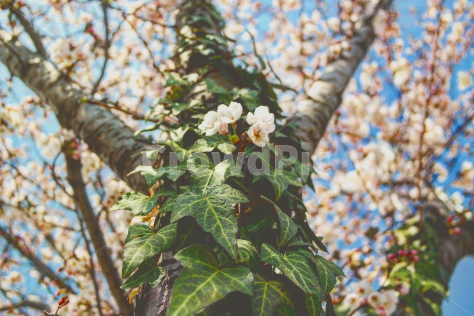 벛꽃,꽃,봄,따스함,따뜻함,여행,초록,분홍,자연,일상,봄,계절,spring,season,식물,자연,plants,nature,꽃,flower,감성,sensible,feeling,plant