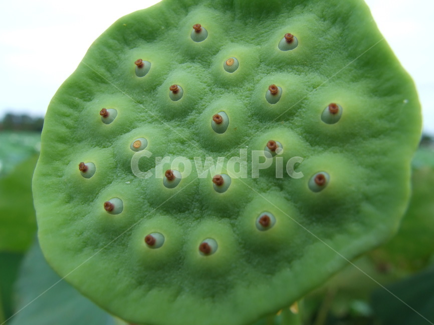 식물,열매,연열매,녹색식물,씨방,식물,자연,plants,nature