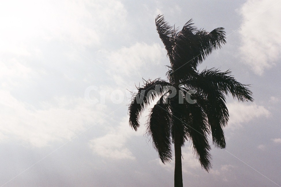 하늘,sky,야자수,palmtree,나무,tree,식물,plant,arecaceae,필름,film,풍경,scenery