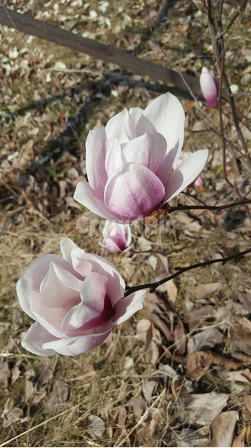 꽃,식물,근접,봄,flower