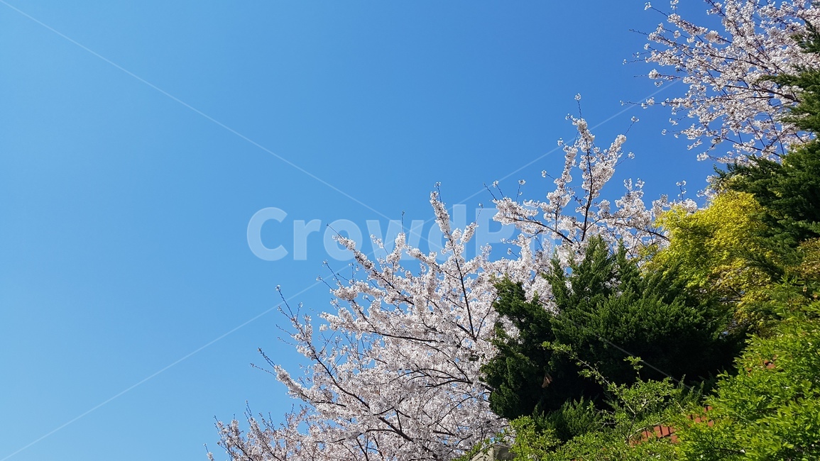 벚꽃,하늘,파랑,배경,sky,blue,cherryblossoms,flower,식물,자연,plants,nature,꽃,flower