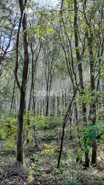 가을풍경,단풍,산행,나무,하늘,숲,식물,tree,plant,자작나무,나무,trees,wood