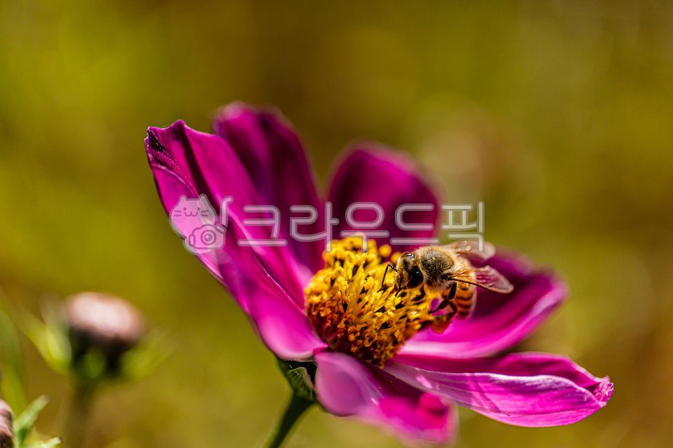 bee,floralleaf,apidae,wasp,bugs,petal,fall,plants,affix,insect,fall flowers,invertebrate,macro,nature,cosmos,honeybee,flower,closeup,bug,october,autumn,hornet,invertebrates