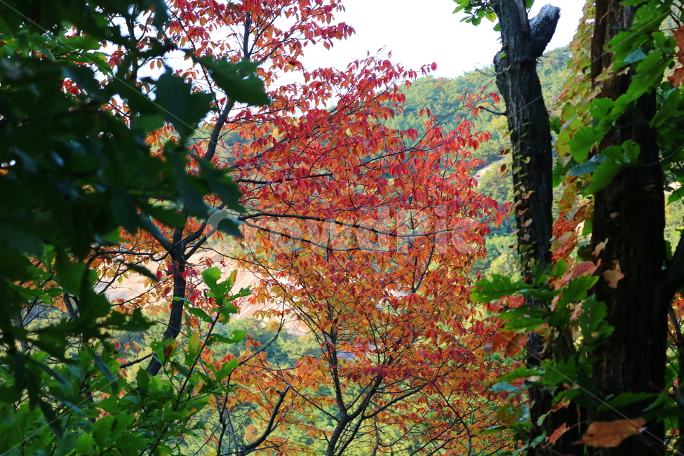 북한산,산책로,등산로,자연,풍경,공원,국립공원,북한산국립공원,단풍,가을,나무,벚나무,벚꽃나무,식물,도토리나무,자연,풍경,nature,landscape