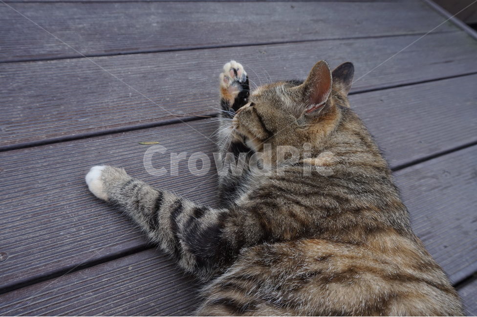 고양이,길고양이,동물,포유류,임신,한가함,누워있는사진,무늬,털,야생,클로즈업,확대,cat,korea,한국,고양이눈,호랑이무늬,패턴,street,꼬리,발,그루밍,일상,마당,귀여운,cute,동물,animal,포유류,mammal,고양이,cat,kitten,kitty