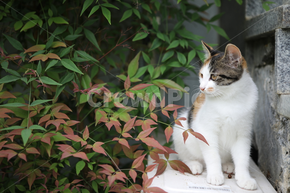 고양이,동물,cat,애완동물,반려동물,animal,포유류,동물,animal,포유류,mammal,고양이,cat,kitten,kitty