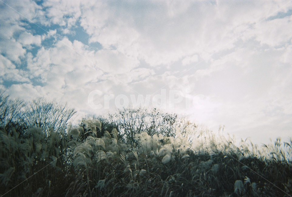 감성,필름,가을,fall,autumn,하늘,sky,갈대,가을하늘,자연,풍경,nature,landscape,grass,잔디,plant,식물