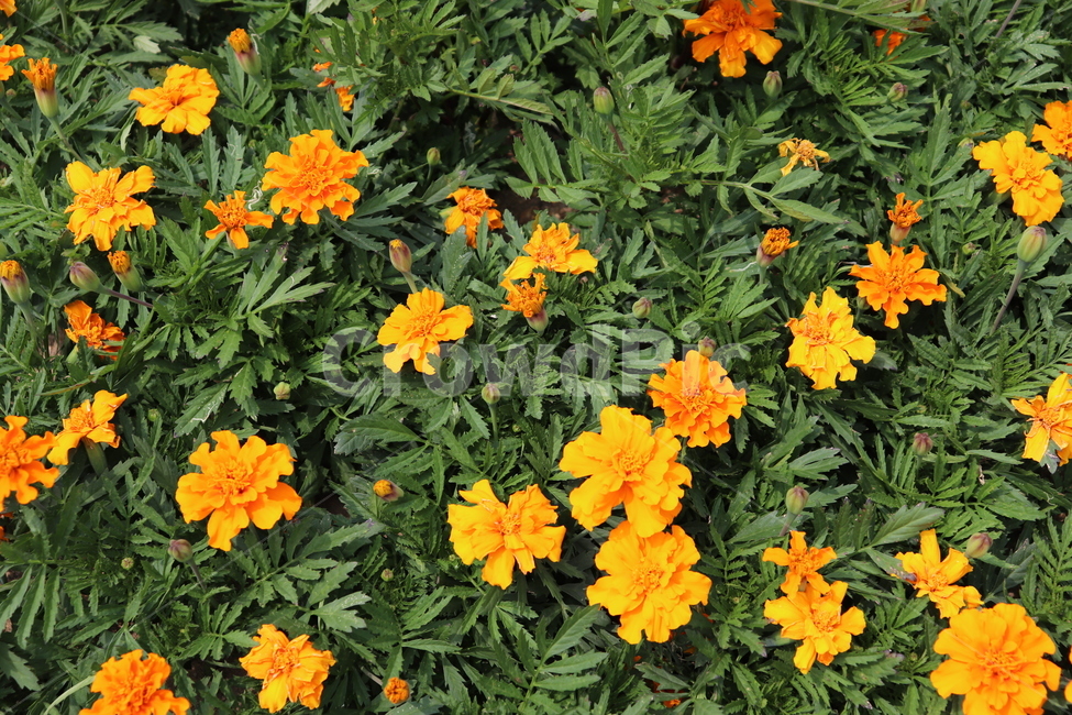 주황색꽃,orangeflower,봄꽃,식물,plants