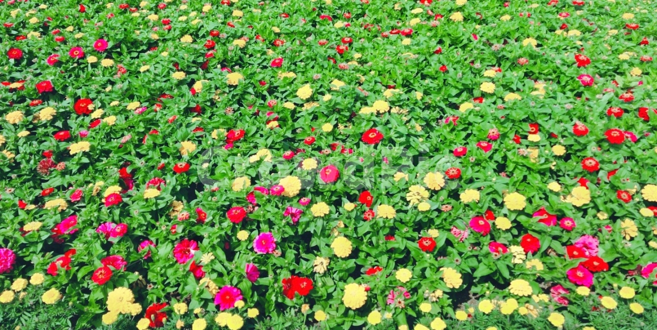 Flower,가을,하중도,꽃,풍경,식물,자연,plants,nature,꽃,flower