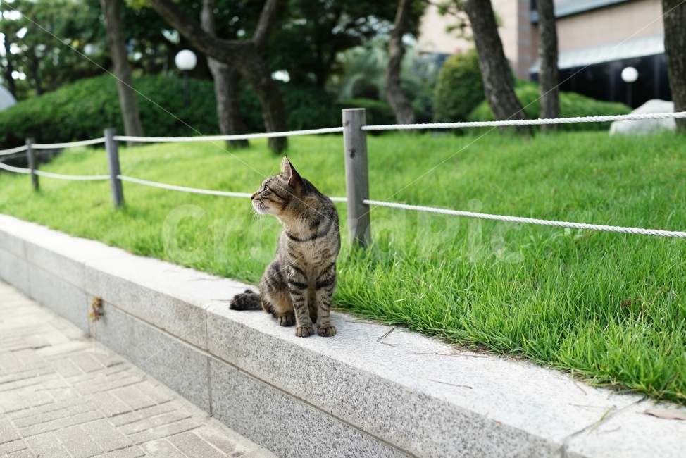 무보정,감성,스냅,rx1,고양이,동물,animal,포유류,mammal,고양이,cat,kitten,kitty