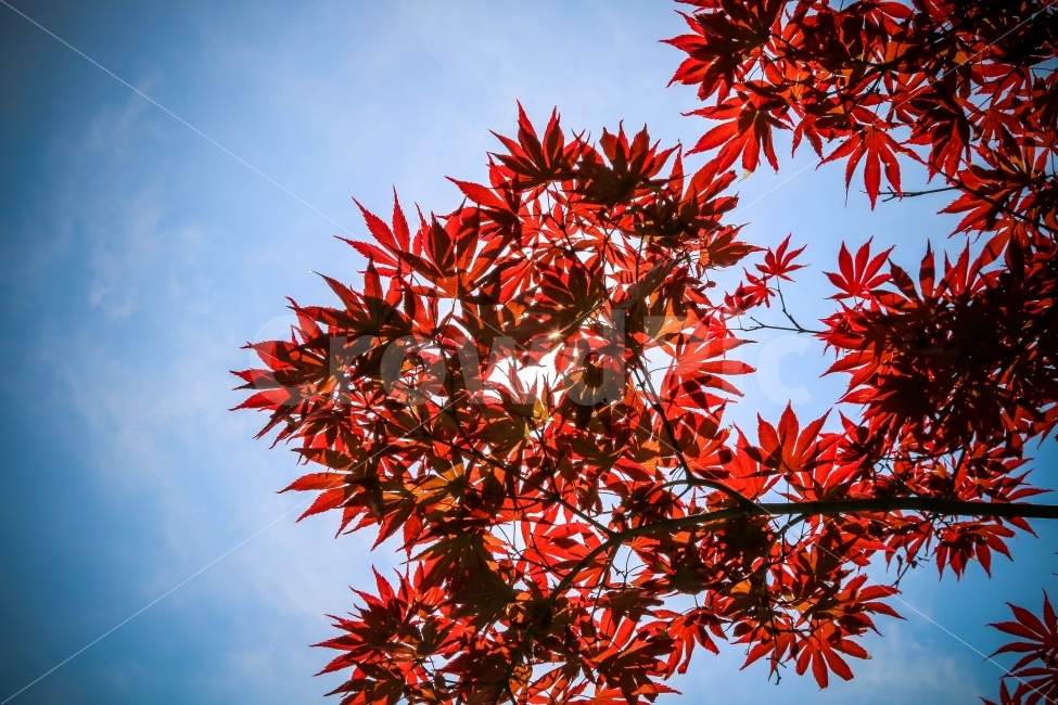 단풍,나무,하늘,풍경,감성,사진,식물,자연,plants,nature,가을,계절,fall,autumn,season,leaf,잎,plant,tree,maple