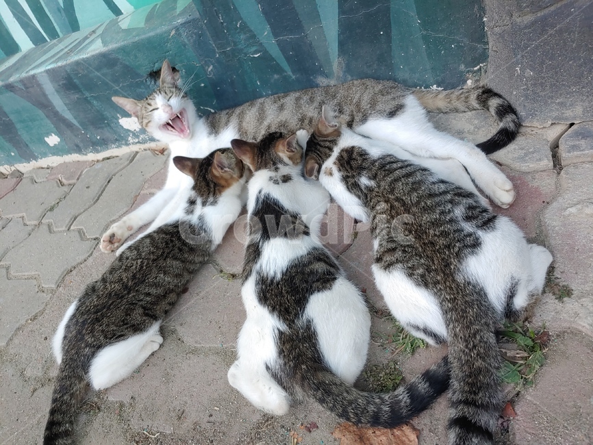 포유류,cat,고양이,pet,착한애,animal,동물,kitten,고양이새끼,아기고양이,고양이젖먹이,고양이모유,고양이모유수유,길고양이,아기길고양이,동물,animal,포유류,mammal,고양이,cat,kitten,kitty