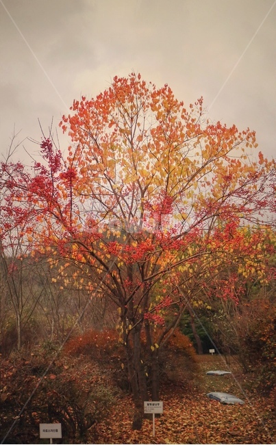 tree,나무,plant,식물,maple,단풍,가을,가을,계절,fall,autumn,season