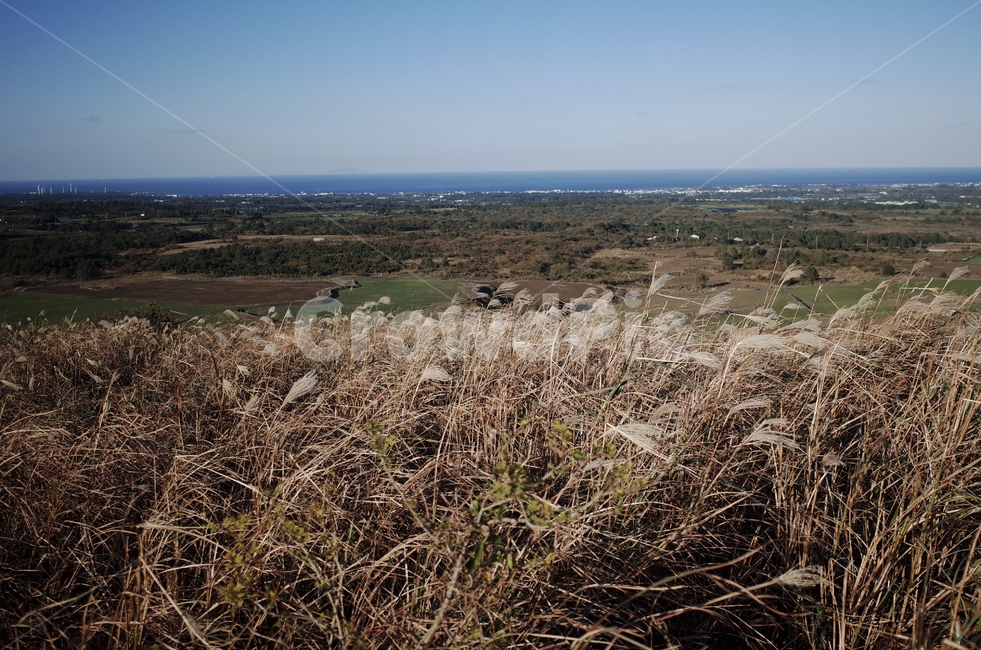 plant,식물,grass,잔디,억새,억새풀,들판,nature,자연,옥외,outdoors,reed,갈대