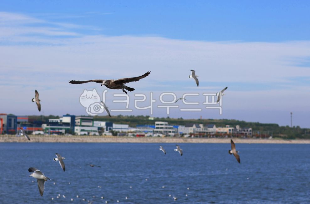 갈매기,아라인천여객터미널,bird,새,바다