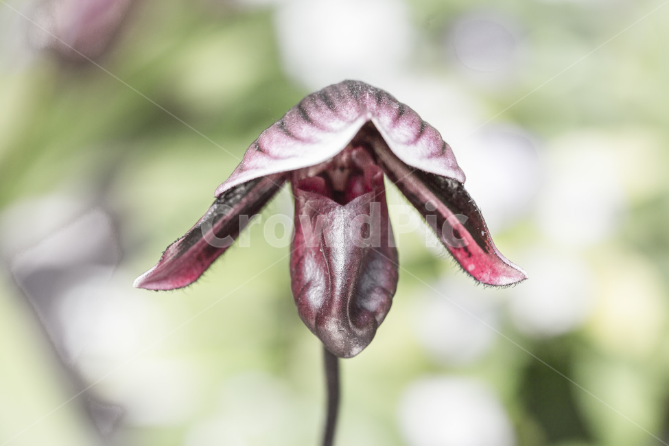 난,꽃,식물,환희,열정,감성,식물,자연,plants,nature,꽃,flower