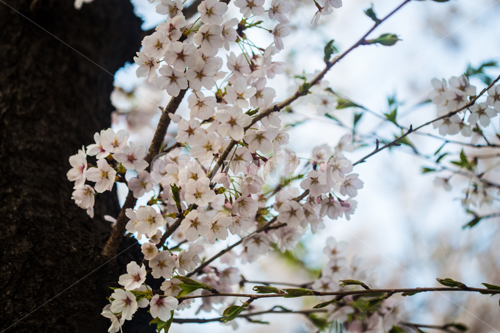 spring,cherryblossoms,pink,warm,벚꽃,분홍색,핑크색,봄,따듯함,plant,식물,flower,꽃