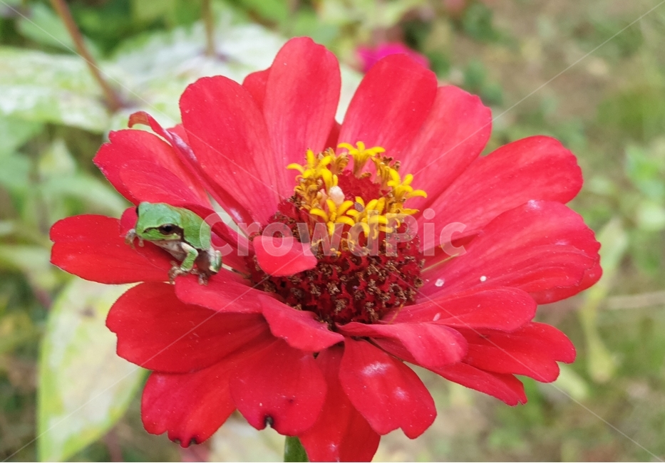 청개구리,개구리,백일홍,꽃,파충류,귀여운,flog,식물,자연,plants,nature,꽃,flower,파충류,양서류,reptile,amphibian