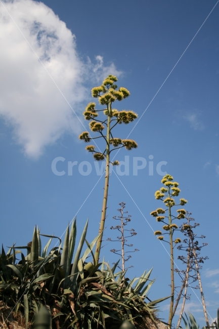 식물,나무,희귀식물,풀,하늘,식물,자연,plants,nature