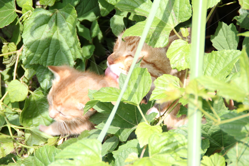 pet,animal,동물,cat,고양이,포유류,엄마,새끼,치즈,치즈고양이,잔디,잔디밭,그루밍,초록,녹색,동물,animal,포유류,mammal,고양이,cat,kitten,kitty
