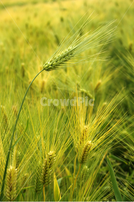 보리,밭,보리밭,식물,flower,plants,nature,풍경,식물,자연,plants,nature,곡류,곡식,cereals,산업,industry,industrial,농업,농사,agriculture,farming,farming industry
