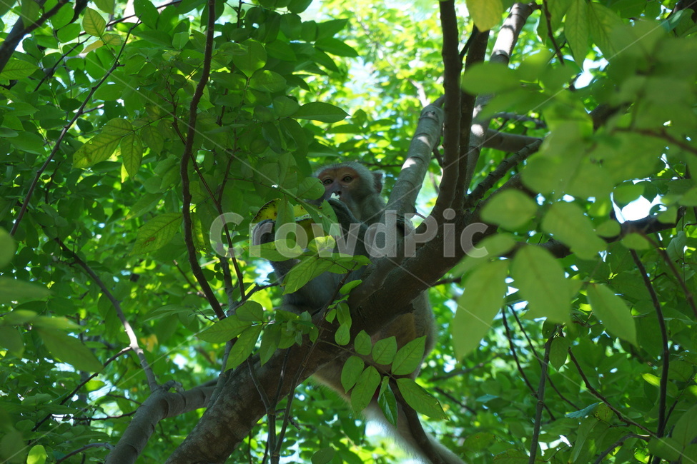 나무,원숭이,tree,monkey,자연,동물,animal,동물,animal,포유류,mammal
