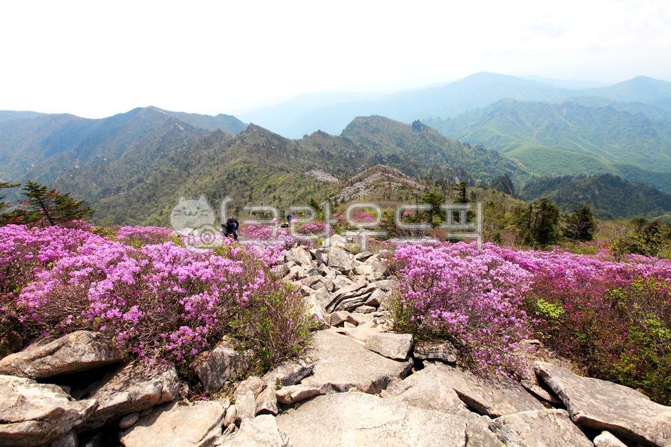 설악산,산,강원도,국립공원,진달래,5월,경치,바위,나무,자연,꽃