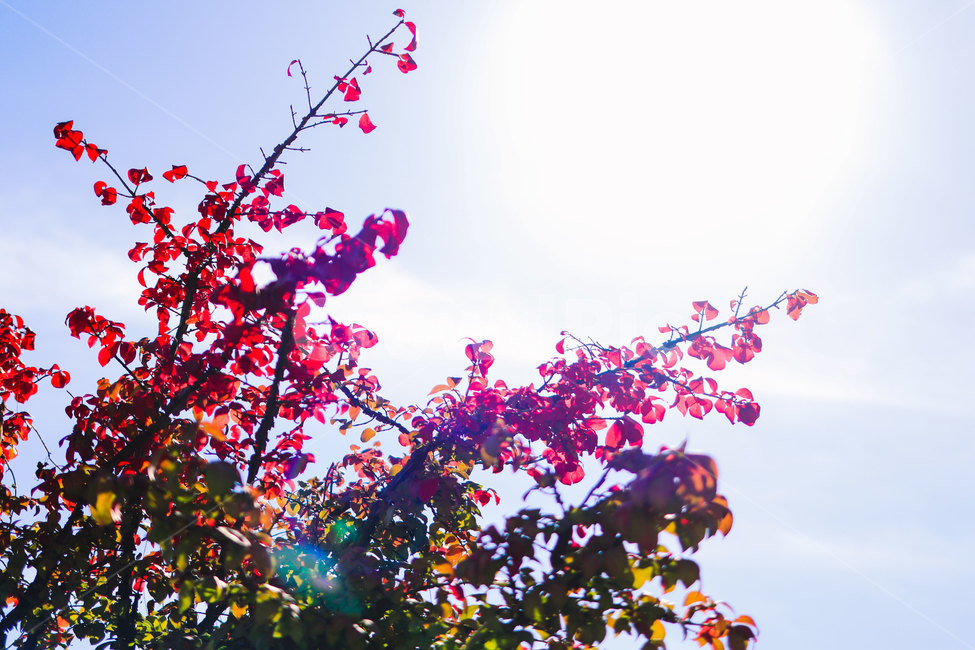 단풍,나무,나뭇잎,가을,햇빛,계절,tree,leaf,leaves,식물,fall,autumn,가을,계절,fall,autumn,season,식물,자연,plants,nature,plant,blossom,꽃,flower