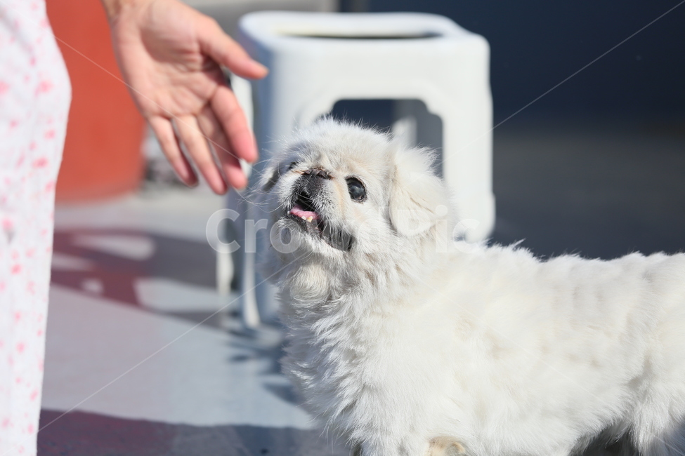 dog,개,animal,페키니지,동물,동물,animal,포유류,mammal,개,강아지,dog,doggy