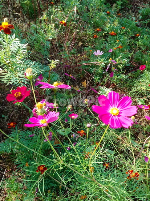 꽃,식물,flower,plant,꽃잎,코스모스,식물,자연,plants,nature,꽃,flower