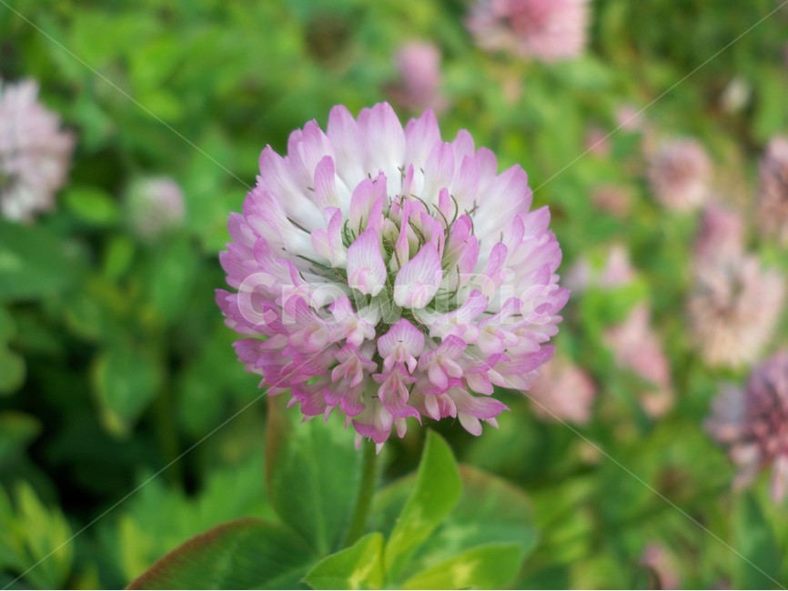 꽃,야생화,flower,식물,자연,식물,자연,plants,nature,꽃,flower
