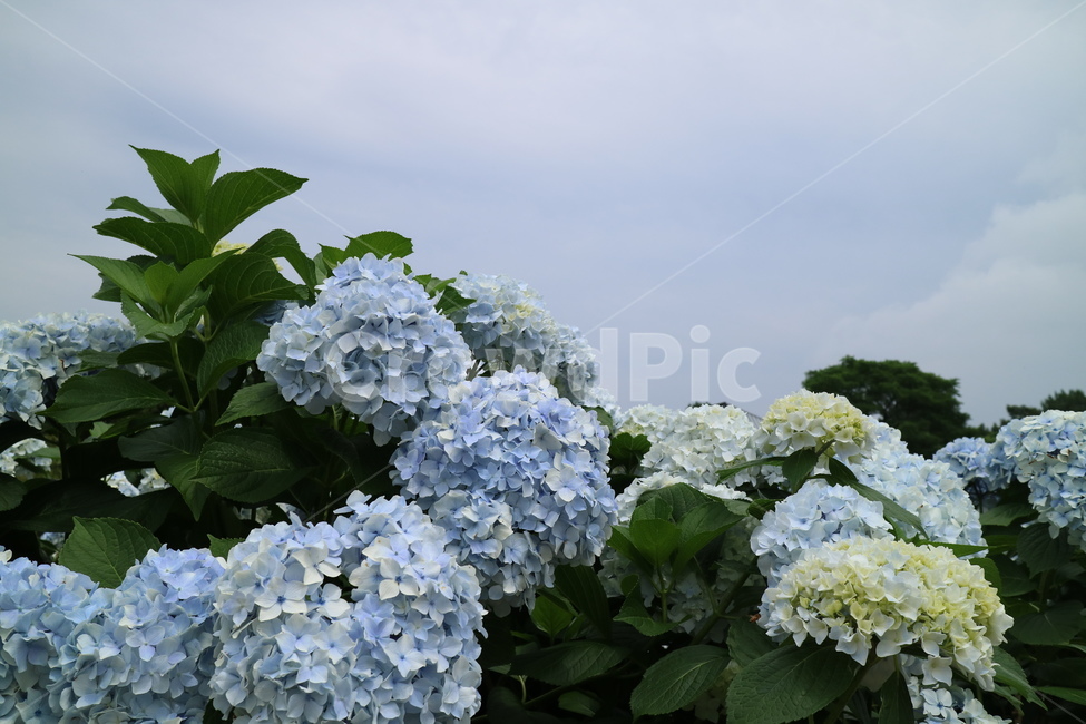 수국,여름수국,파란수국,하늘색수국,제주수국,식물,자연,plants,nature,꽃,flower
