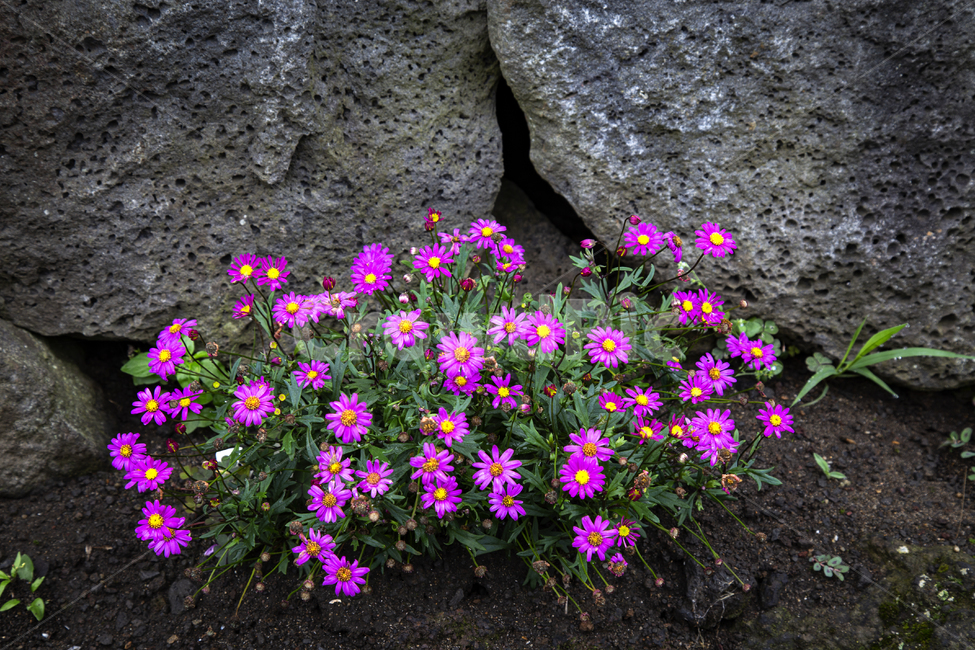 돌담,야생화,꽃잎,봄,돌,봉우리,국화과,야외,흙,자연,flower,plant,식물,blossom,꽃