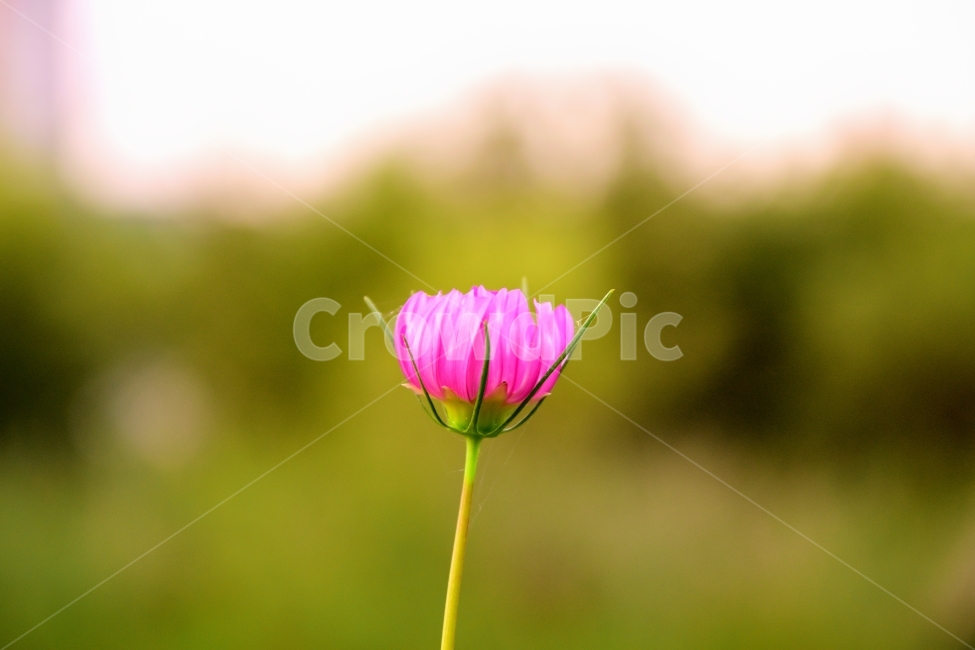 꽃,식물,코스모스,가을,분홍,가을,계절,fall,autumn,season,식물,자연,plants,nature,꽃,flower,plant,blossom