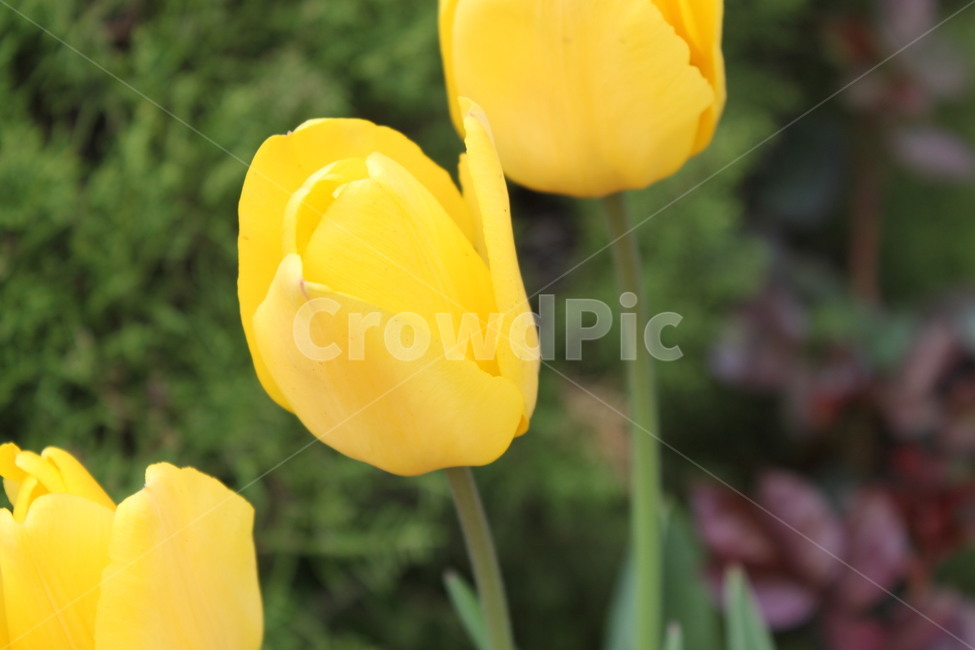 꽃,봄,튤립,노란튤립,감성,flowers,spring,springscenery,tulips,yellowtulips,sensibility