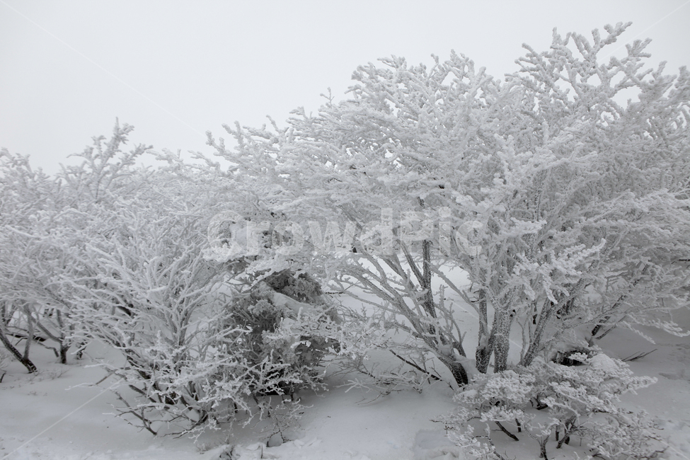겨울,한라산,설경,자연,눈꽃,겨울,계절,winter,season,자연,풍경,nature,landscape,outdoors,옥외,snow,눈